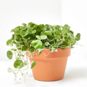 Dichondra