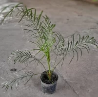 Phoenix Roebeli chico