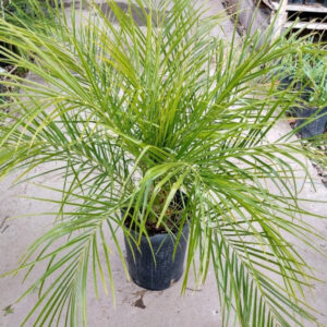 Phoenix Roebeli grande