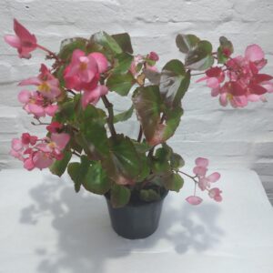 Begonia cascada ala de ángel