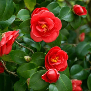 camelia