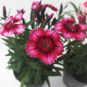 Clavelinas en maceta