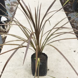 dracena