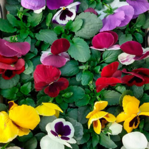 Pensamientos en macea