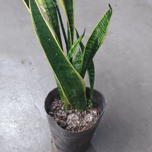 Sansevieria