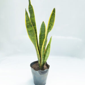 Sansevieria grande