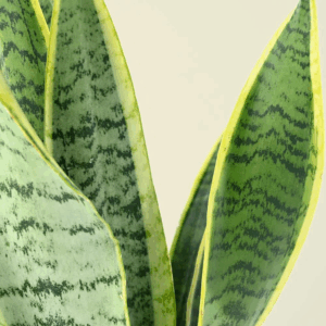 Sansevieria mediana