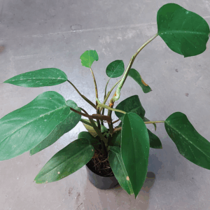 Philodendro sanguíneo