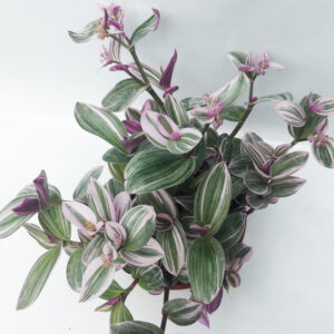 tradescantia